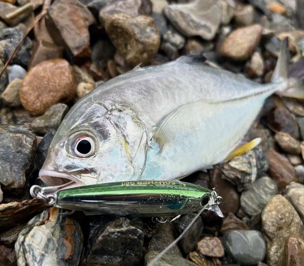 ｜シンペンとミノーのイイトコ取り的ルアーにコンパクト版が登場!ライトタックルで色々な魚が狙える!!