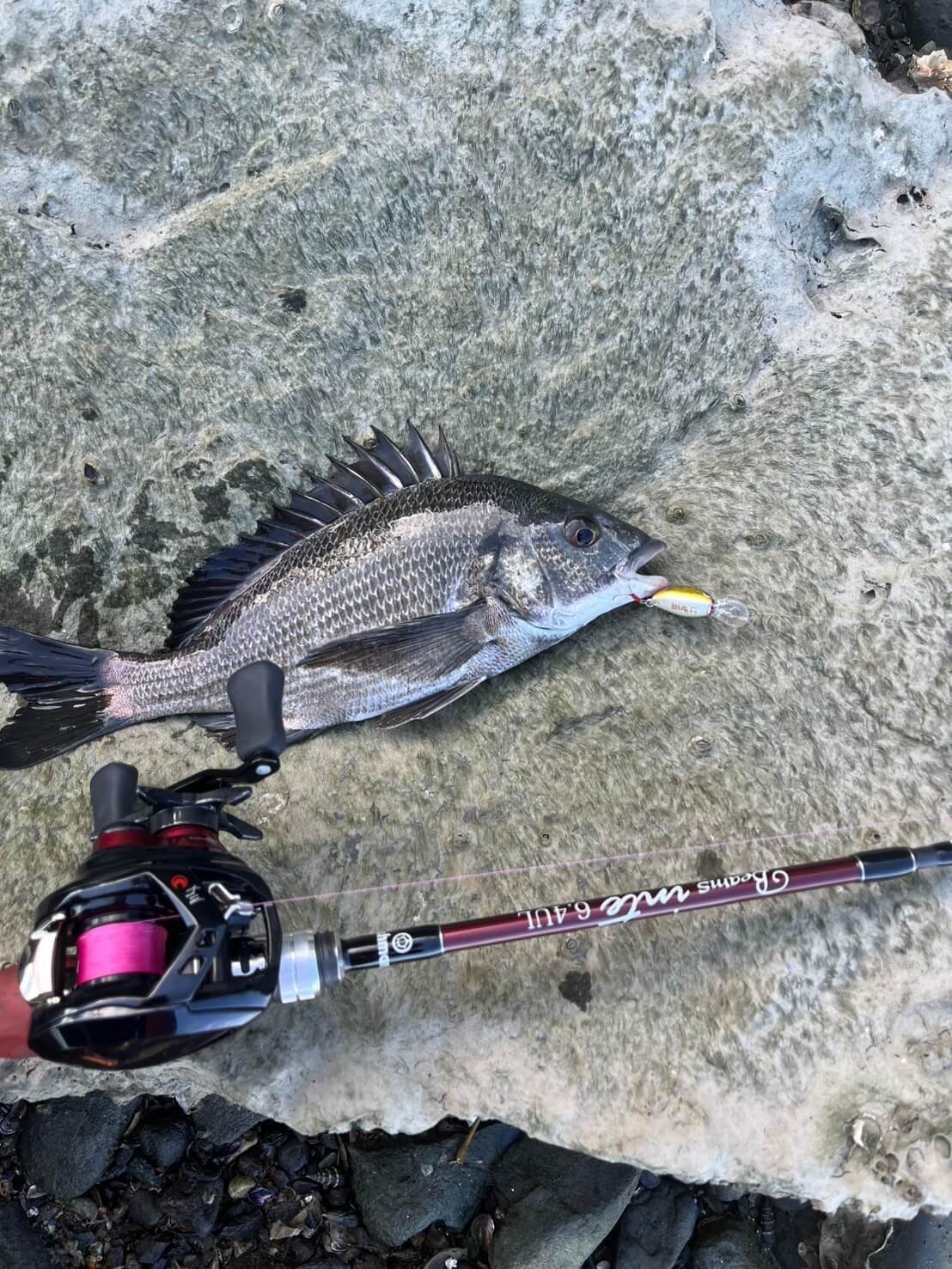 |ハゼをルアーで釣る「ハゼクラ」の魅力とは? ふらっと行けて思わぬゲストフィッシュも…。タックルとルアーをマルチアングラーが解説。