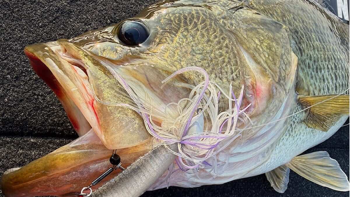 ｜『釣れる釣りはいつまで経っても変わらない』年末年始もロクマル級。春まで続く定石パターン！【大西健太のOKレポート】