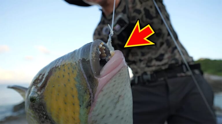「この歯は指飛ぶ…」世界有数の透明度を誇る海で釣れた“派手すぎる”『魚』。実は“凶暴”で危険…。「噛まれたらヤバいね」