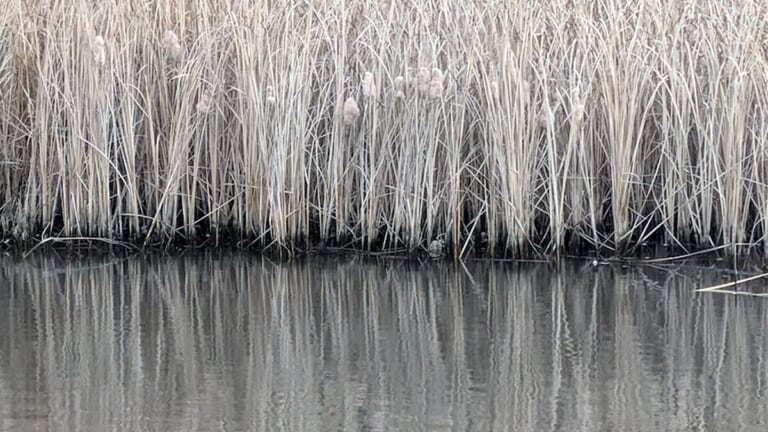 「マックス減水時からが冬本番」浚渫で濁りが入ればチャンス大！水位が大事な冬のリザーバー攻略