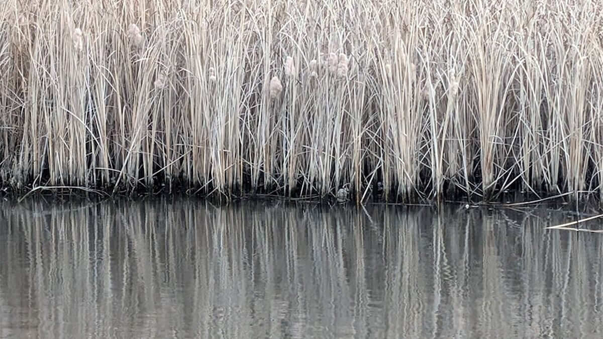 ｜「マックス減水時からが冬本番」浚渫で濁りが入ればチャンス大！水位が大事な冬のリザーバー攻略