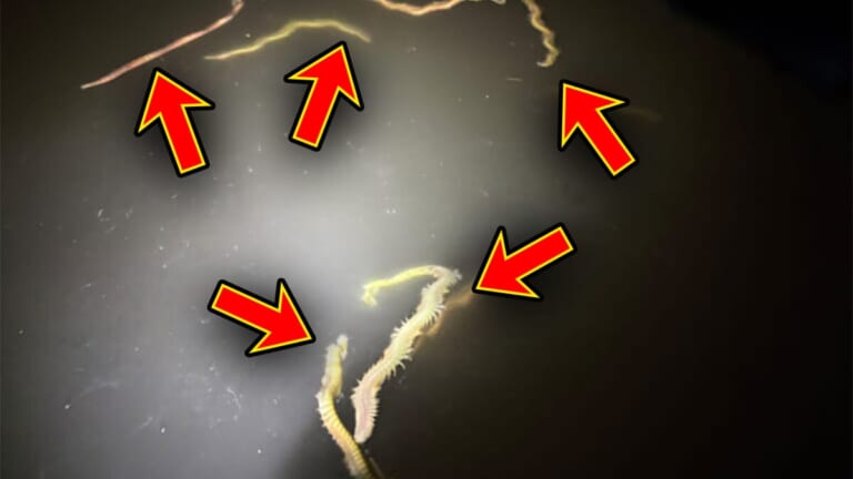 【皆さんお待ちかね】“関東バチ抜け”パターンが開幕。爆釣をもたらしたルアーと釣り方は…。「ほぼ勝ち確です」