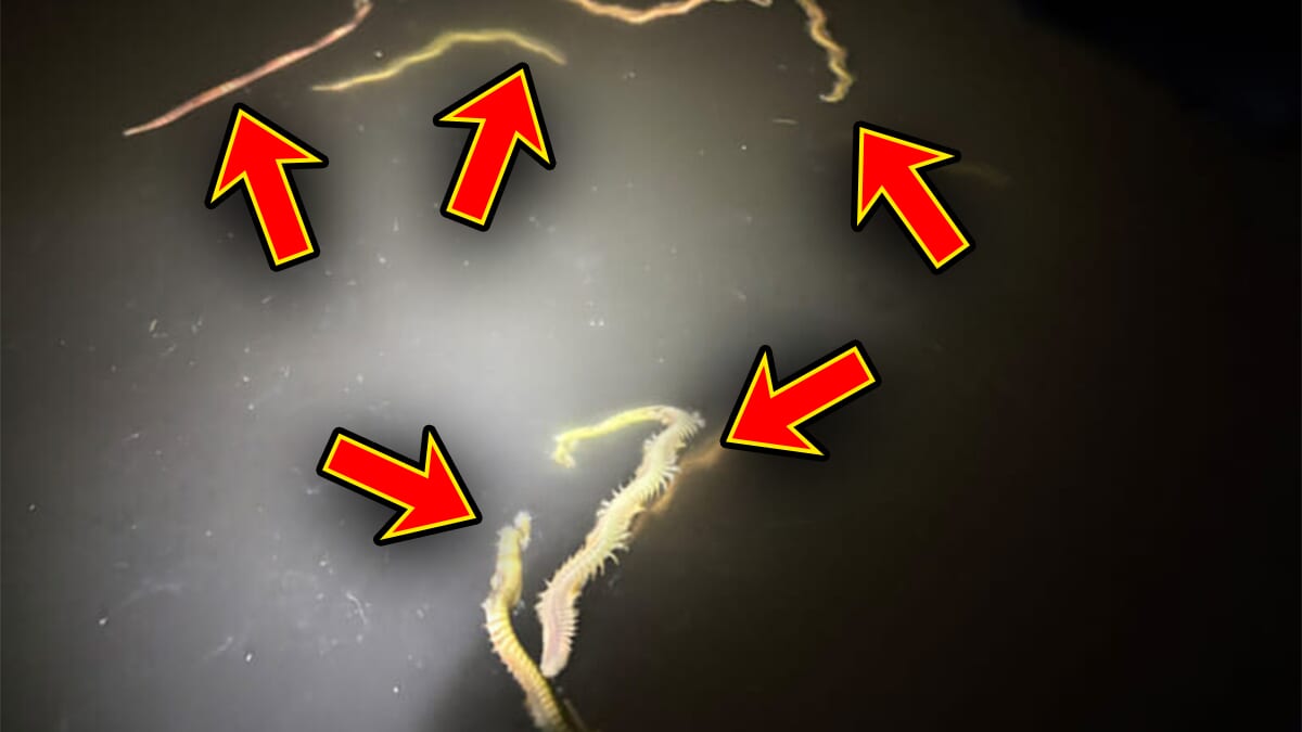 ｜【皆さんお待ちかね】“関東バチ抜け”パターンが開幕。爆釣をもたらしたルアーと釣り方は…。「ほぼ勝ち確です」