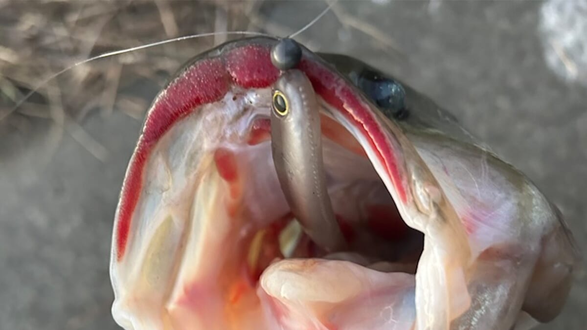 |「何歳になっても心が震える」初バスはいつまで経っても緊張する…。真冬に複数キャッチした釣り方を紹介【週刊ササカツ無双】