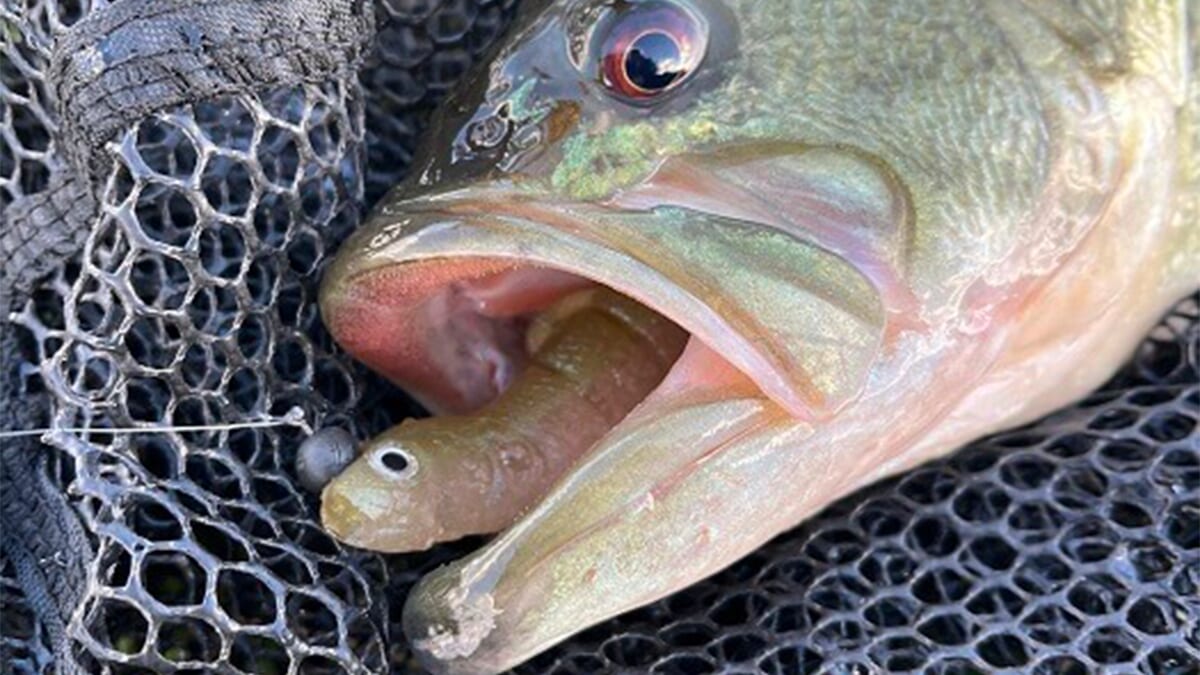 |ヴァラップスイマーとサイコロラバーで2キャッチ! 冬のオカッパリは“イケイケ”なバスを探せことが釣果への近道!