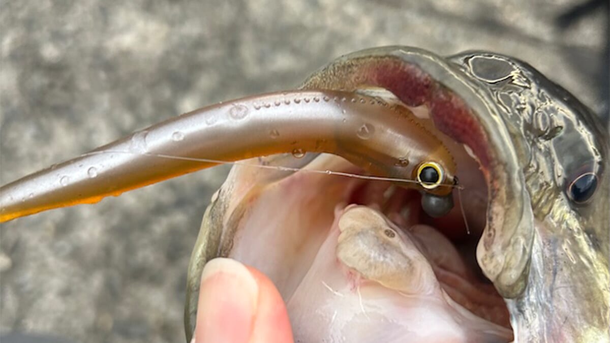 ｜いよいよ最低水温期の厳冬期。この時期に釣れる地形的な条件、そして重要なあの魚の存在【週刊ササカツ無双】