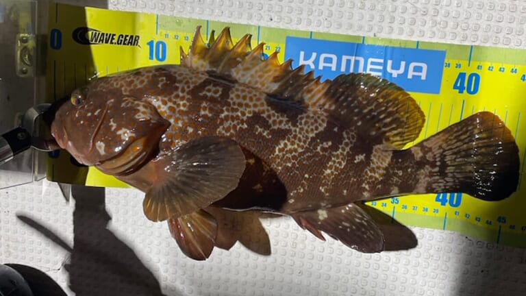 怪獣サイズ登場！バスタックルでできる真冬のロックフィッシュ「スイムジグの釣りと同じですよ！」