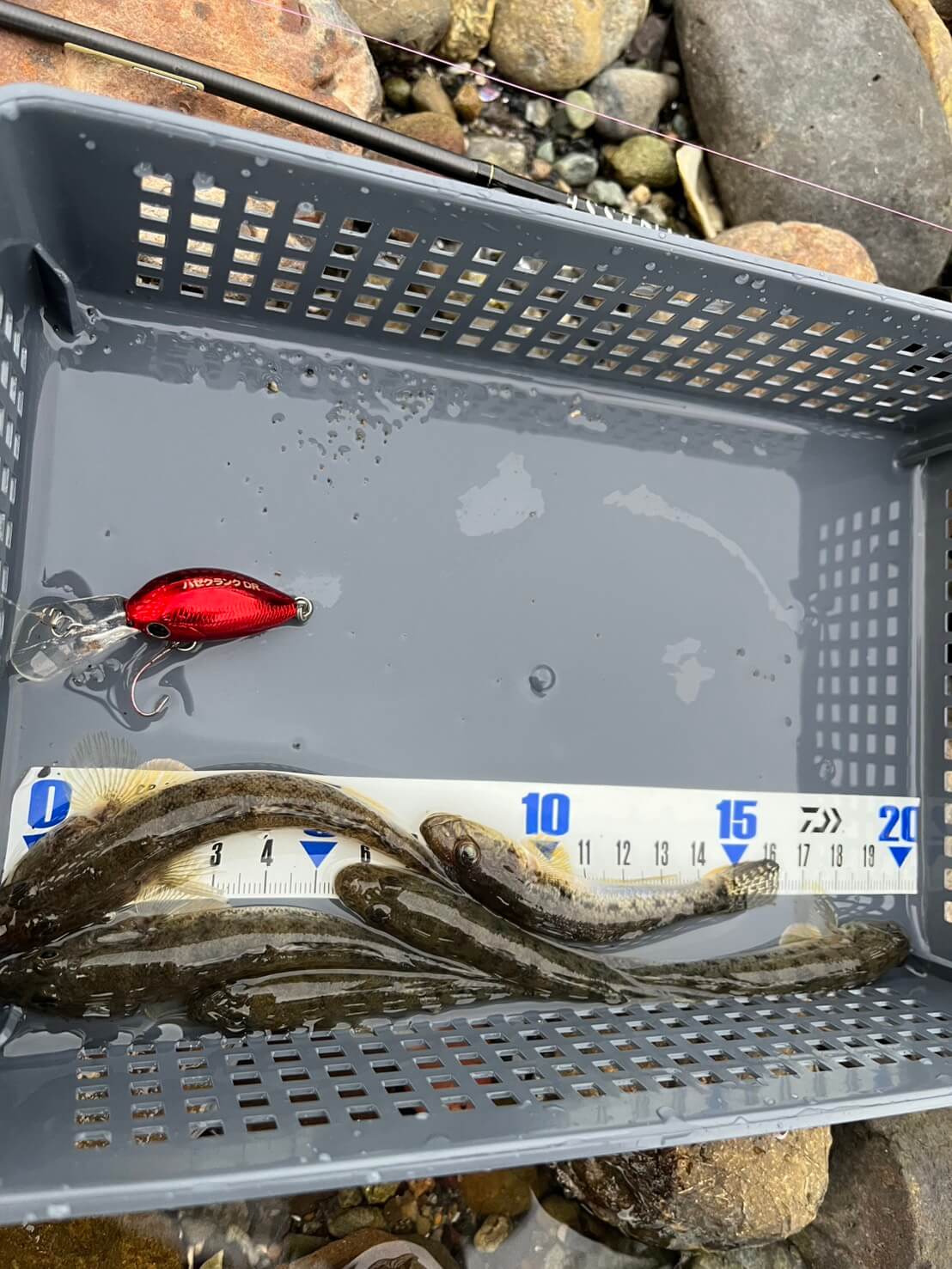 |ハゼをルアーで釣る「ハゼクラ」の魅力とは? ふらっと行けて思わぬゲストフィッシュも…。タックルとルアーをマルチアングラーが解説。