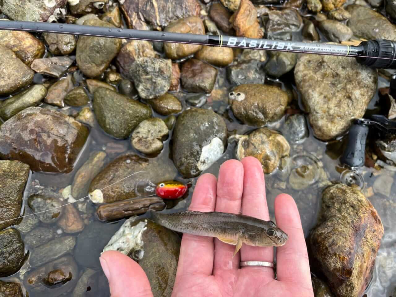 |ハゼをルアーで釣る「ハゼクラ」の魅力とは? ふらっと行けて思わぬゲストフィッシュも…。タックルとルアーをマルチアングラーが解説。