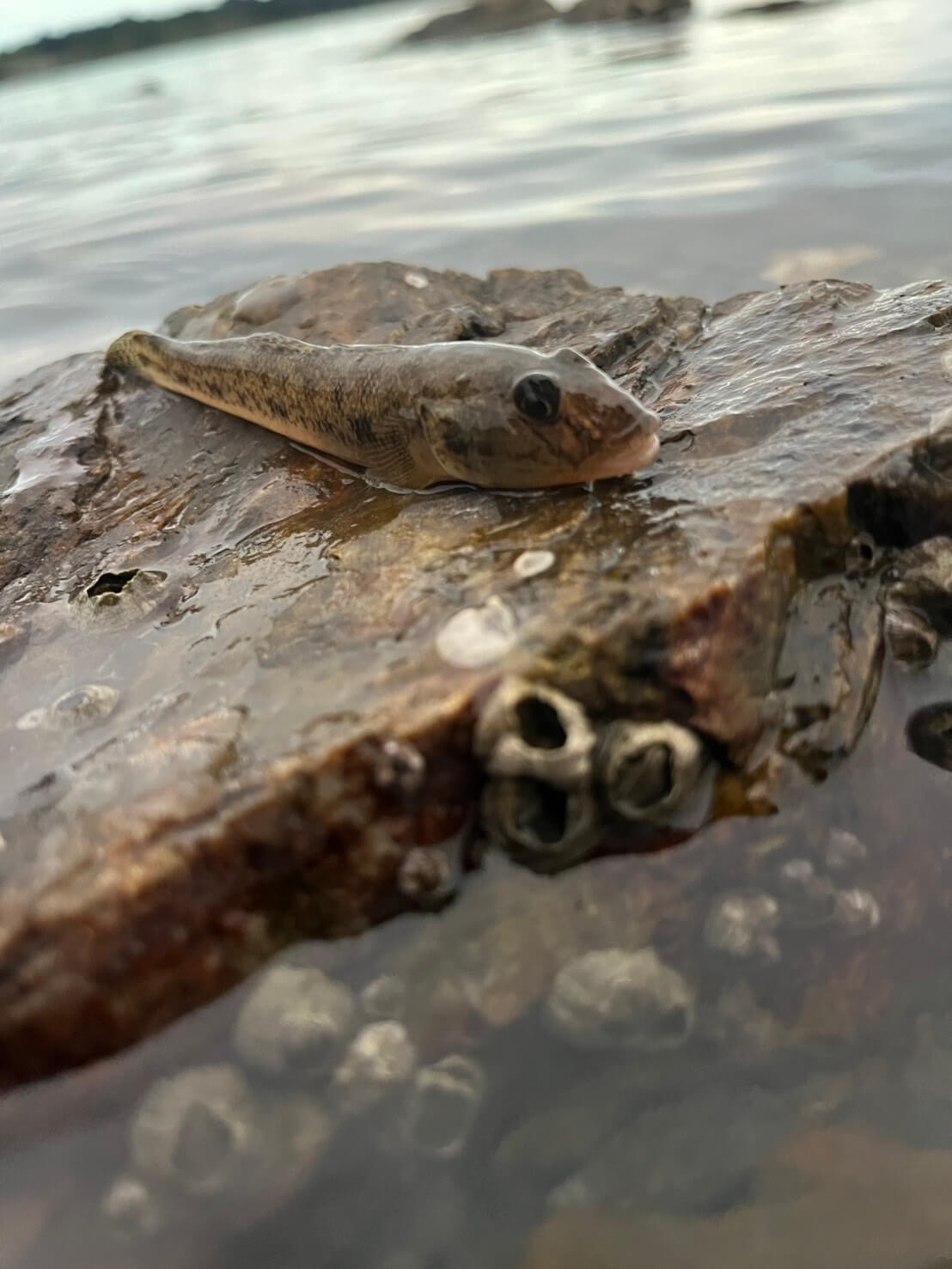 |ハゼをルアーで釣る「ハゼクラ」の魅力とは? ふらっと行けて思わぬゲストフィッシュも…。タックルとルアーをマルチアングラーが解説。