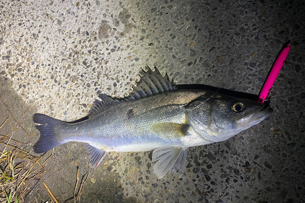 ｜「これからのバチルアーの中心」シマノの『ランザ』の性能がヤバすぎる件について。