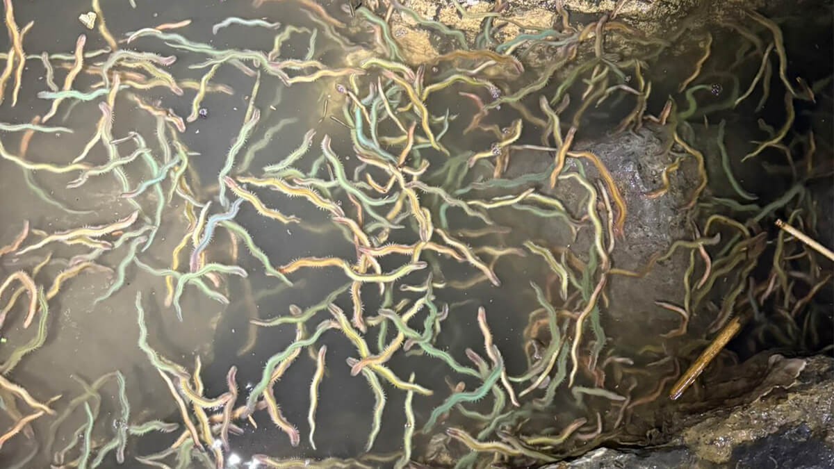 ｜【2026年】東京湾を知り尽くす男がバチ抜けカレンダーを公開。今年の初シーバスを釣るなら必見！オススメルアーも。