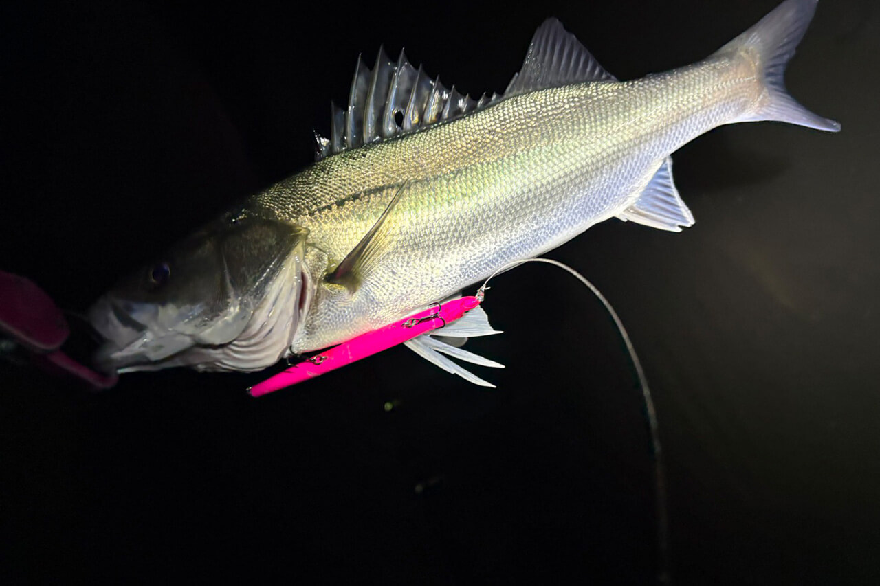 ｜【皆さんお待ちかね】“関東バチ抜け”パターンが開幕。爆釣をもたらしたルアーと釣り方は…。「ほぼ勝ち確です」