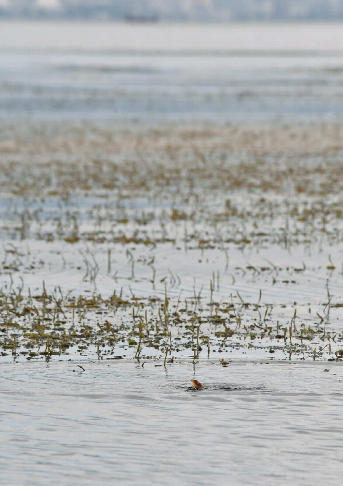 ｜チャックヘドン、琵琶湖を釣る
