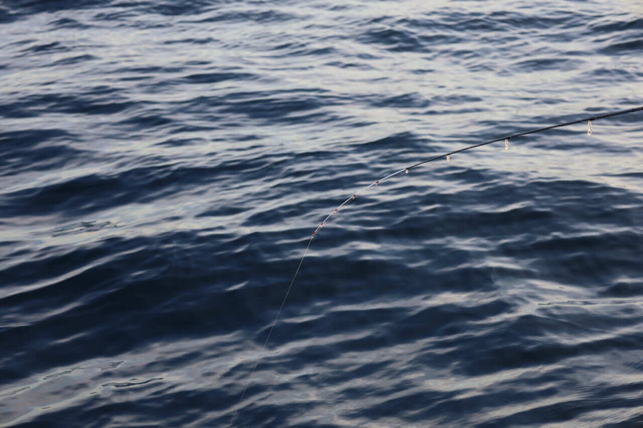 ｜「まさかの展開…」ティップエギングで良型アオリイカ連発！ 【ボートエギングファン Vol.2 in 三重県・伊勢志摩沖】