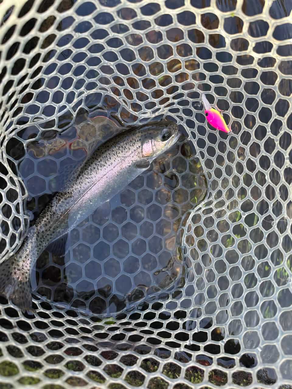 ｜「見てるだけで癒される」話題の“猫型スプーン”を使って釣りをしてみた結果…。