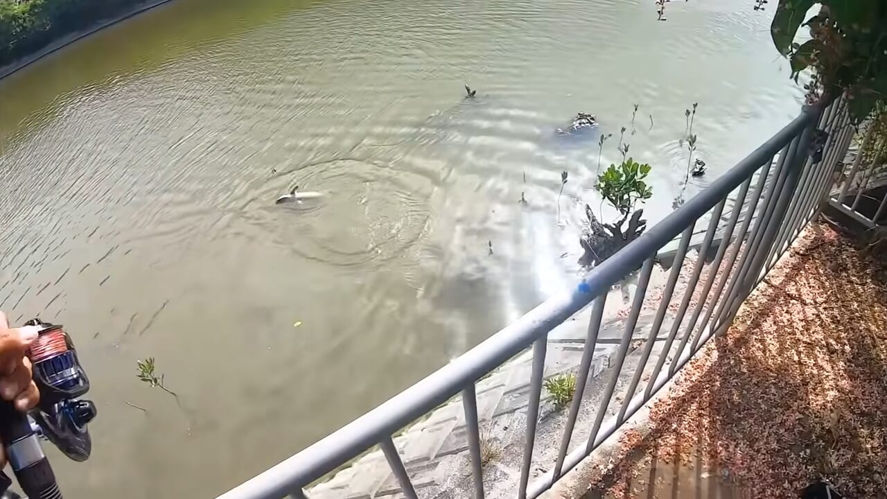 ｜「マジでいるのか」大都会に流れる川で『世界三大危険ザメ』を捕獲。「本当に珍しい事態です」