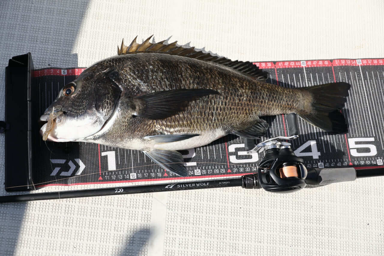 ｜【チニング界隈が大注目するNEWアイテム】シルバーウルフSX＆CTをもりぞーが解説。各地のフィッシングショーで要チェック！