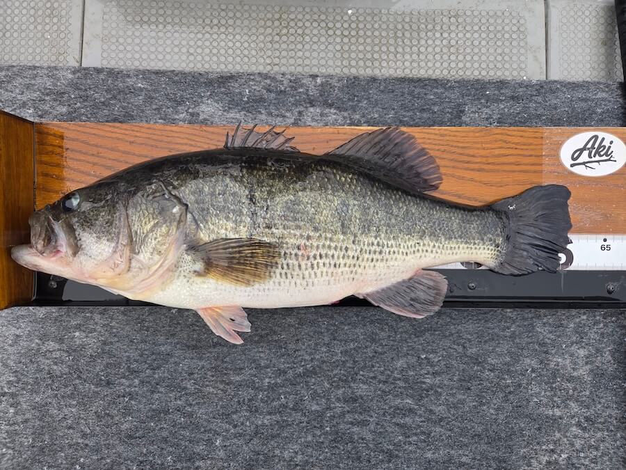 ｜今がベストシーズン！？ 関東でロクマルを狙って釣れるのはこの湖。 釣り方はとにかくスローに、そしてふわふわと。ヒットルアーも公開しちゃいます。