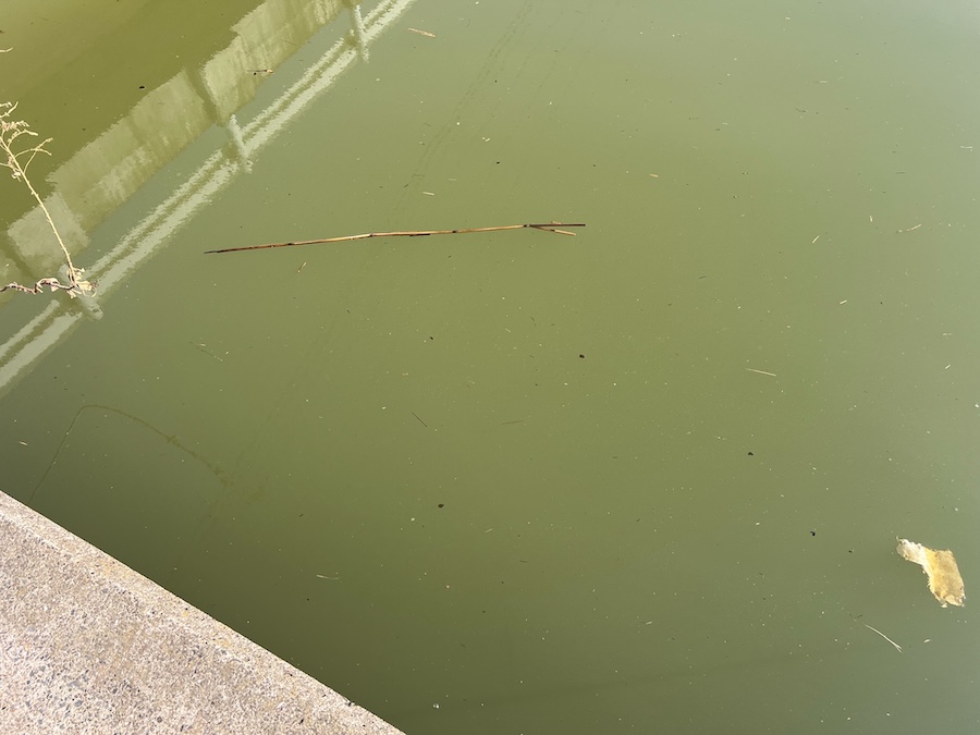 ｜1スポットで二人で7バイト。グッドサイズキャッチに50アップのバラシも！「自分はコイだけでしたが笑」【鈴木翔のIT’S SHO TIME !!!】