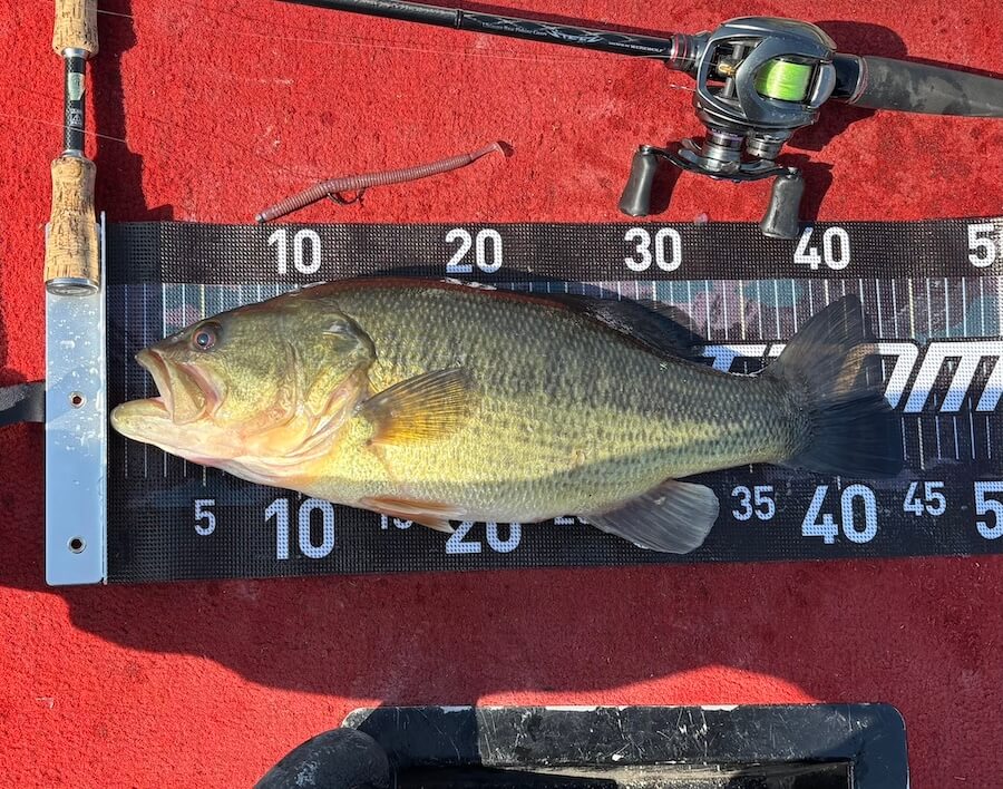 ｜1スポットで二人で7バイト。グッドサイズキャッチに50アップのバラシも！「自分はコイだけでしたが笑」【鈴木翔のIT’S SHO TIME !!!】