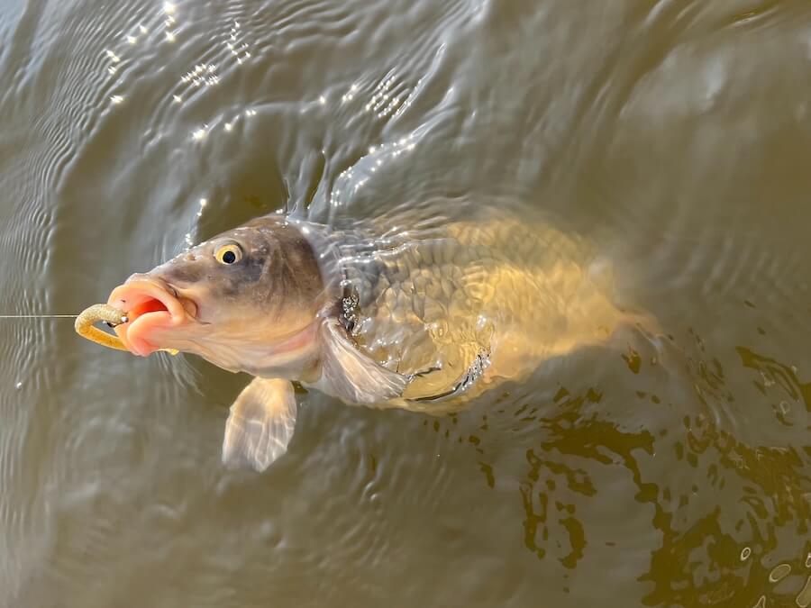 ｜1スポットで二人で7バイト。グッドサイズキャッチに50アップのバラシも！「自分はコイだけでしたが笑」【鈴木翔のIT’S SHO TIME !!!】