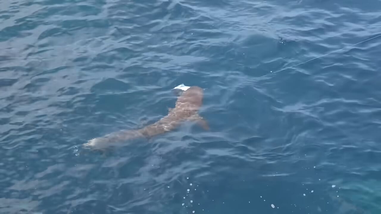 ｜「おいおい、マジかよ」「ワイヤーを切るモンスター」“緑色の謎の球体”を海に投入した結果が驚愕すぎた。