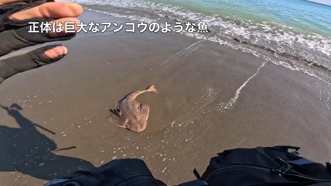 ｜「え、何コレ…」「すごい、デカい」砂浜から釣り上げられた魚の正体。まさかの日本記録級に驚愕。