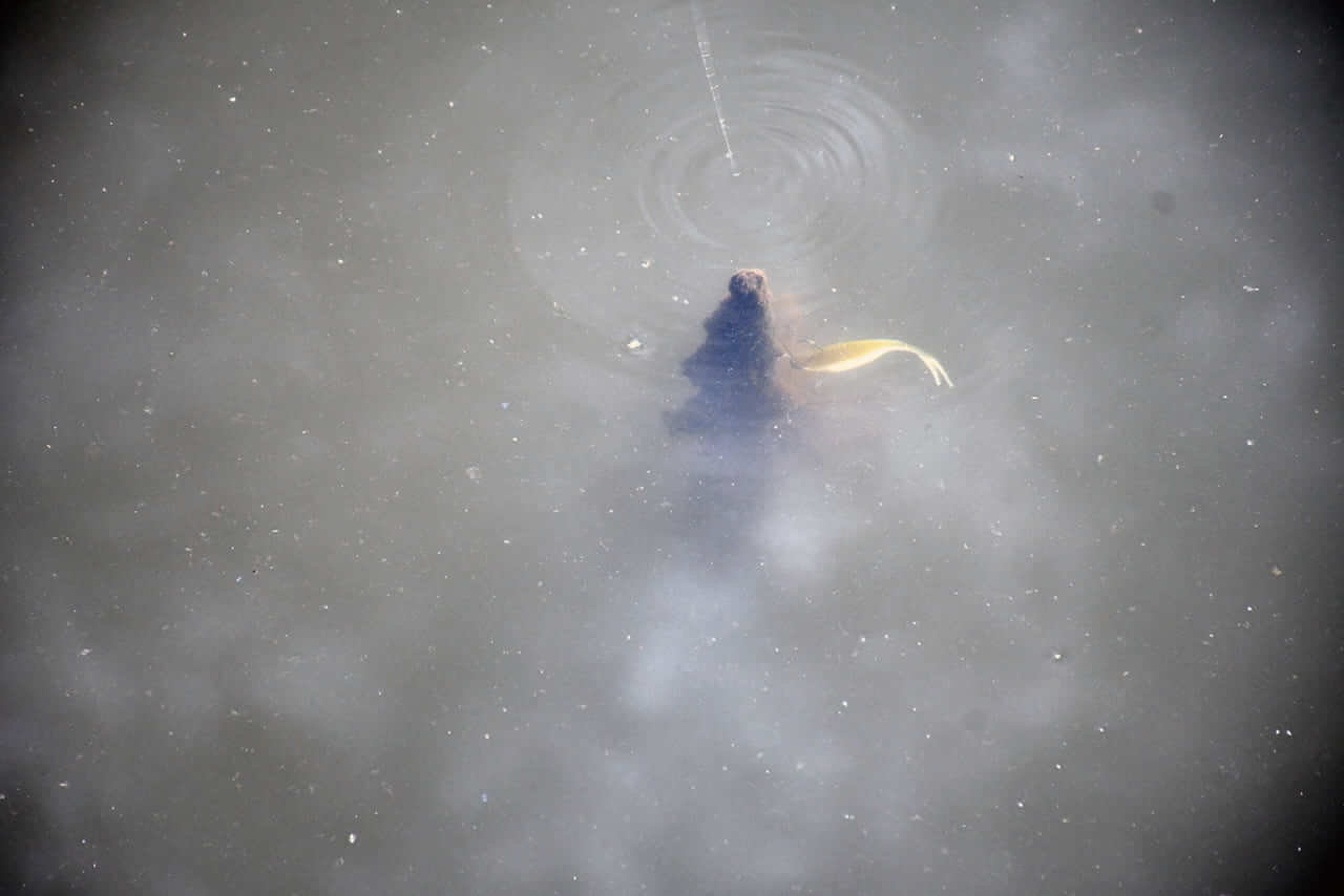 ｜真冬のバスを捕らえる「ゼロ距離戦法」