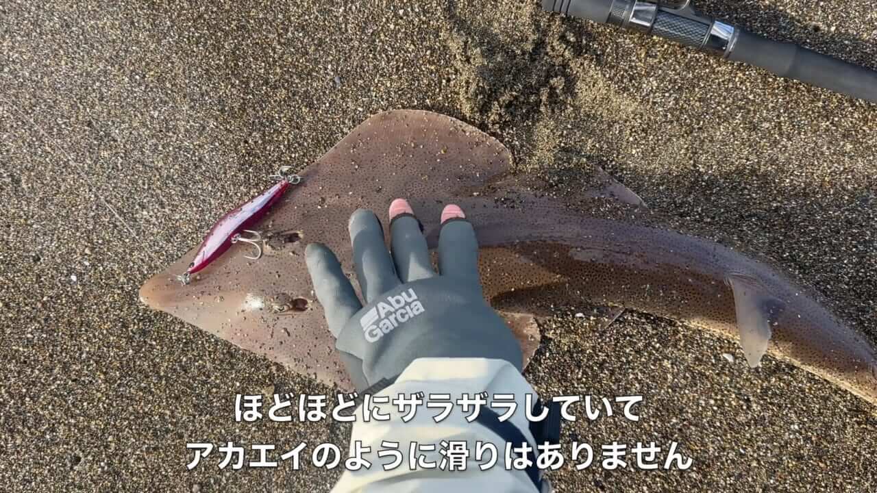 ｜「なんだこの魚」「宇宙人みたい」砂浜で釣れたのはまさかの…。『エイリアン顔』の魚の正体とは？