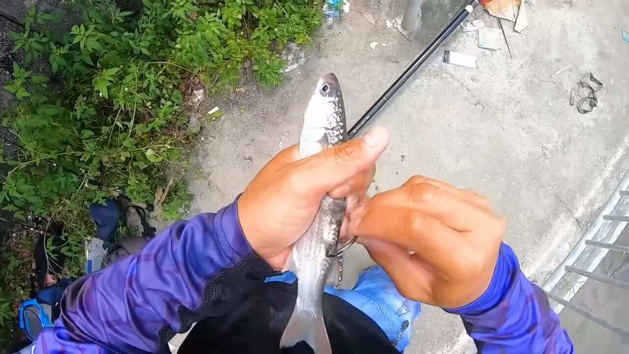 ｜「マジでいるのか」大都会に流れる川で『世界三大危険ザメ』を捕獲。「本当に珍しい事態です」