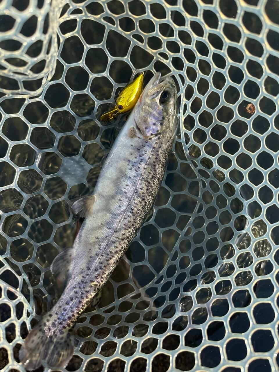 ｜「見てるだけで癒される」話題の“猫型スプーン”を使って釣りをしてみた結果…。