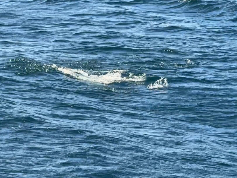 |世界を渡り歩く瀬川良太がヒラマサにたどり着くまでのプロセスとは? ポイントの選び方から“瀬川流”ルアーローテションを暴く。