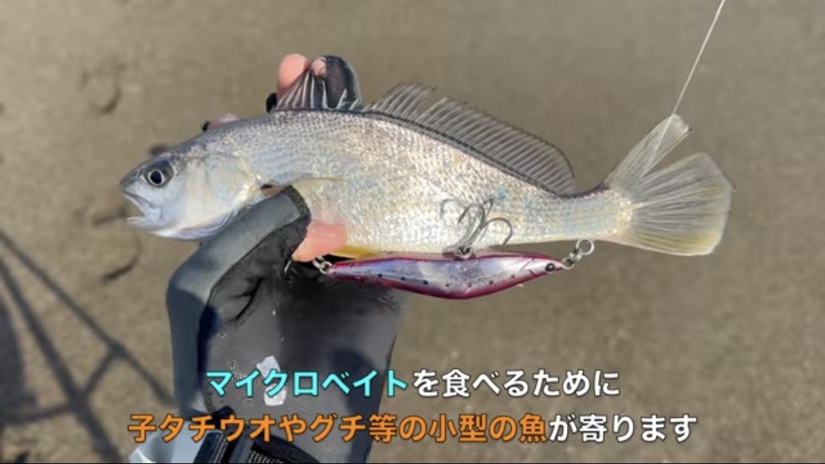 ｜「え、何コレ…」「すごい、デカい」砂浜から釣り上げられた魚の正体。まさかの日本記録級に驚愕。