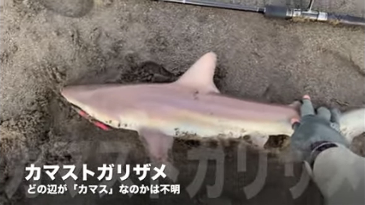 ｜「すぐそばに潜んでいました」砂浜の巨大魚が目の前で…。釣り上げた魚のサイズに「驚愕」。