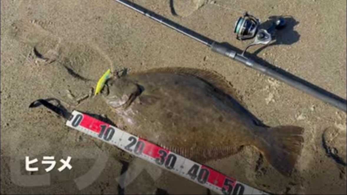 ｜「すぐそばに潜んでいました」砂浜の巨大魚が目の前で…。釣り上げた魚のサイズに「驚愕」。