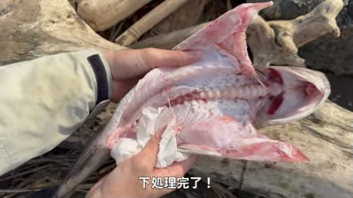 ｜「すぐそばに潜んでいました」砂浜の巨大魚が目の前で…。釣り上げた魚のサイズに「驚愕」。