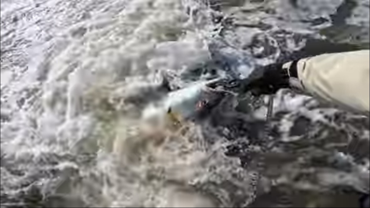 ｜「すぐそばに潜んでいました」砂浜の巨大魚が目の前で…。釣り上げた魚のサイズに「驚愕」。