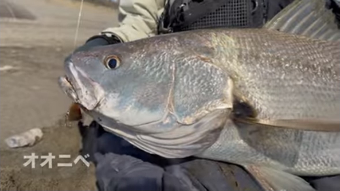 ｜「すぐそばに潜んでいました」砂浜の巨大魚が目の前で…。釣り上げた魚のサイズに「驚愕」。