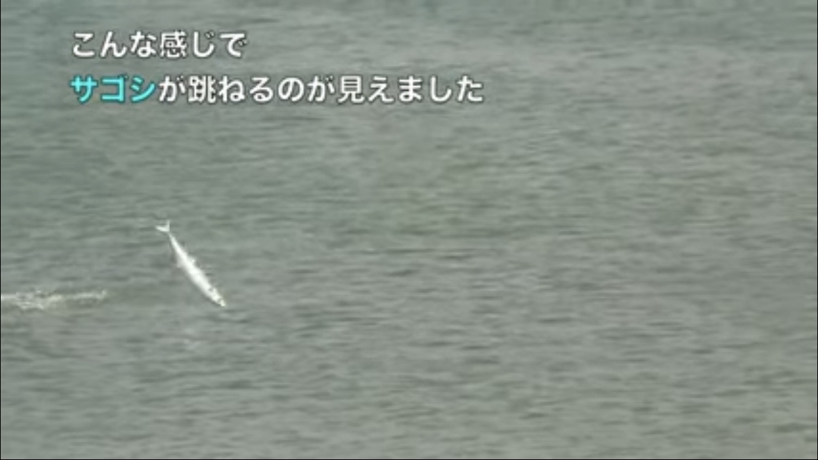 ｜「なんだこの魚」「宇宙人みたい」砂浜で釣れたのはまさかの…。『エイリアン顔』の魚の正体とは？