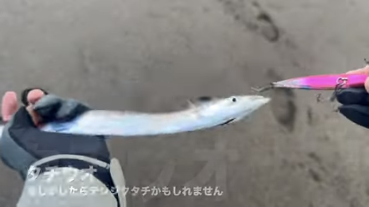 ｜「なんだこの魚」「宇宙人みたい」砂浜で釣れたのはまさかの…。『エイリアン顔』の魚の正体とは？