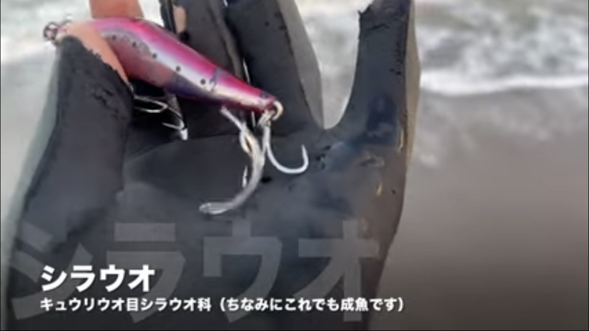 ｜「なんだこの魚」「宇宙人みたい」砂浜で釣れたのはまさかの…。『エイリアン顔』の魚の正体とは？