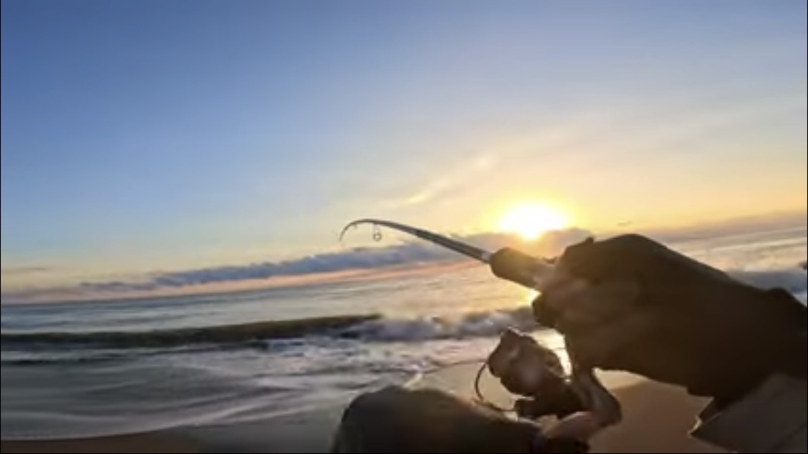 ｜「なんだこの魚」「宇宙人みたい」砂浜で釣れたのはまさかの…。『エイリアン顔』の魚の正体とは？