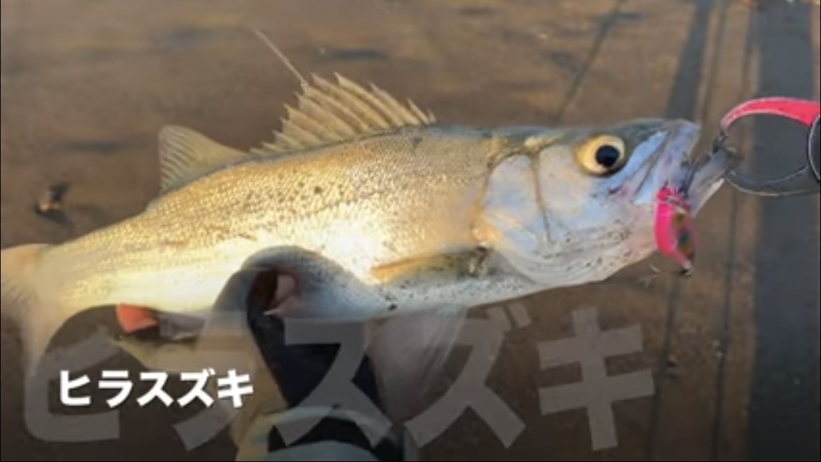 ｜「なんだこの魚」「宇宙人みたい」砂浜で釣れたのはまさかの…。『エイリアン顔』の魚の正体とは？