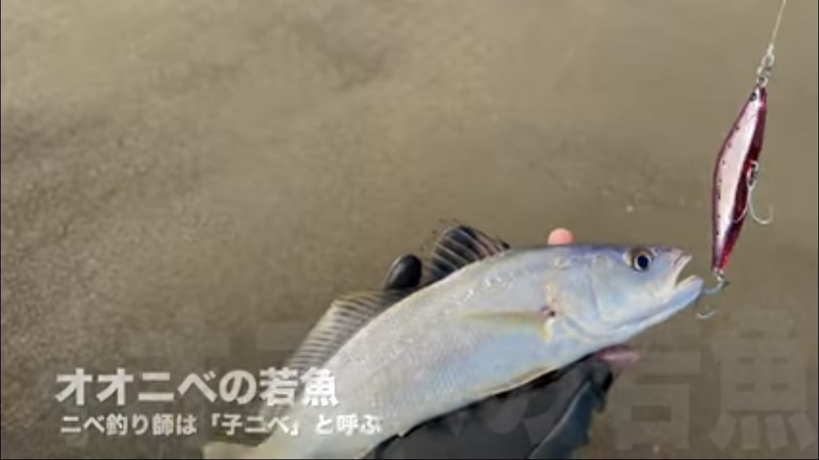 ｜「なんだこの魚」「宇宙人みたい」砂浜で釣れたのはまさかの…。『エイリアン顔』の魚の正体とは？