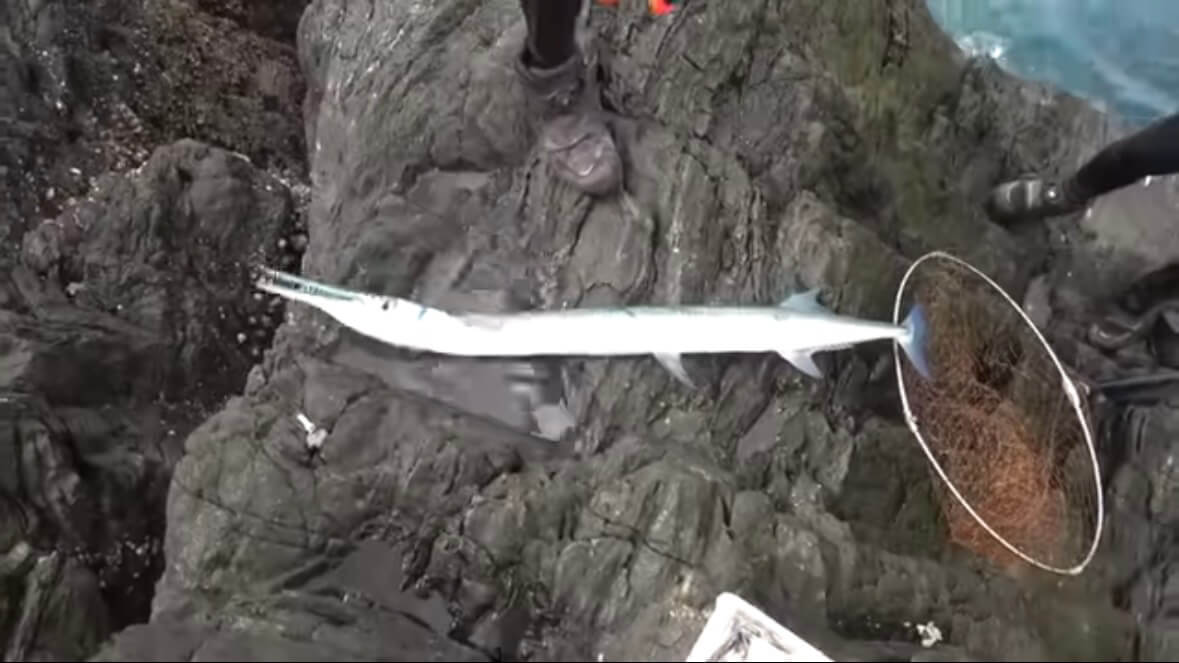 ｜「おいおい、マジかよ」「ワイヤーを切るモンスター」“緑色の謎の球体”を海に投入した結果が驚愕すぎた。