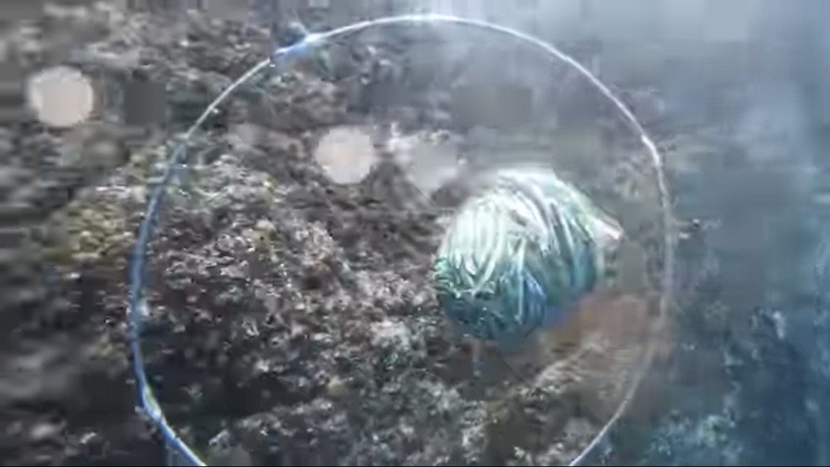 ｜「おいおい、マジかよ」「ワイヤーを切るモンスター」“緑色の謎の球体”を海に投入した結果が驚愕すぎた。