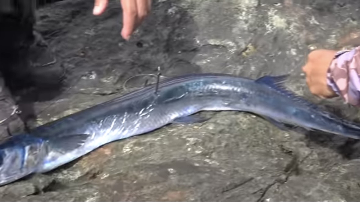 ｜「おいおい、マジかよ」「ワイヤーを切るモンスター」“緑色の謎の球体”を海に投入した結果が驚愕すぎた。