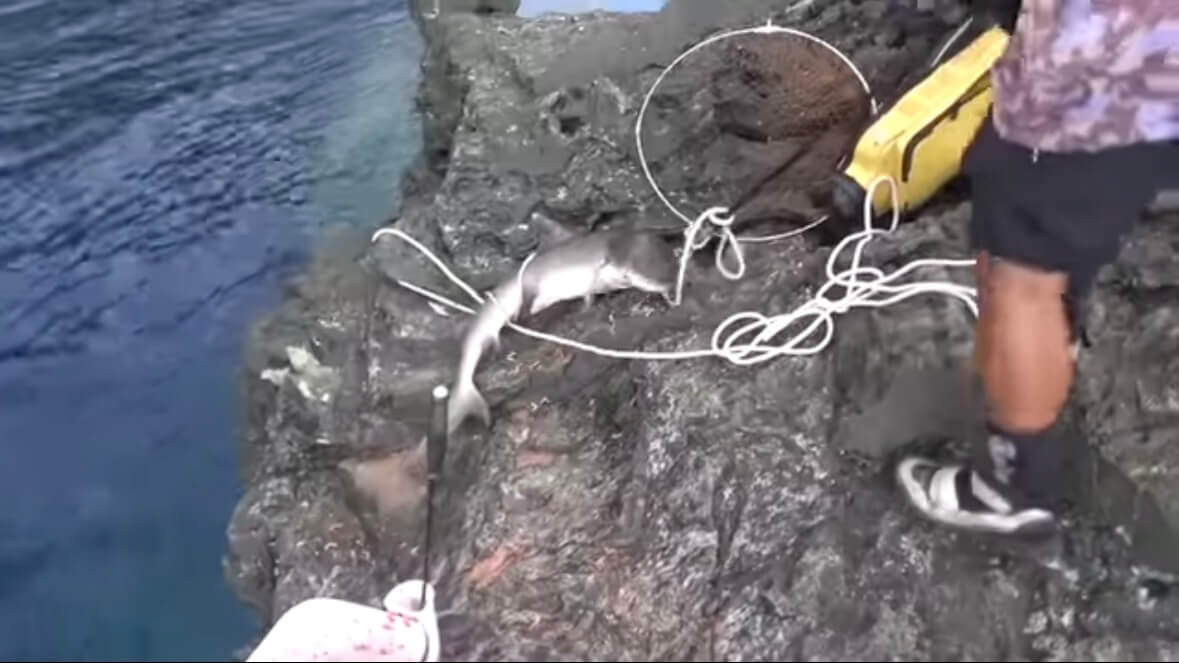 ｜「おいおい、マジかよ」「ワイヤーを切るモンスター」“緑色の謎の球体”を海に投入した結果が驚愕すぎた。